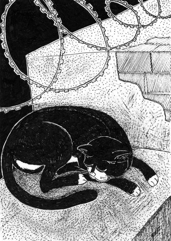 Exhibition print: Barbed wire and a cat